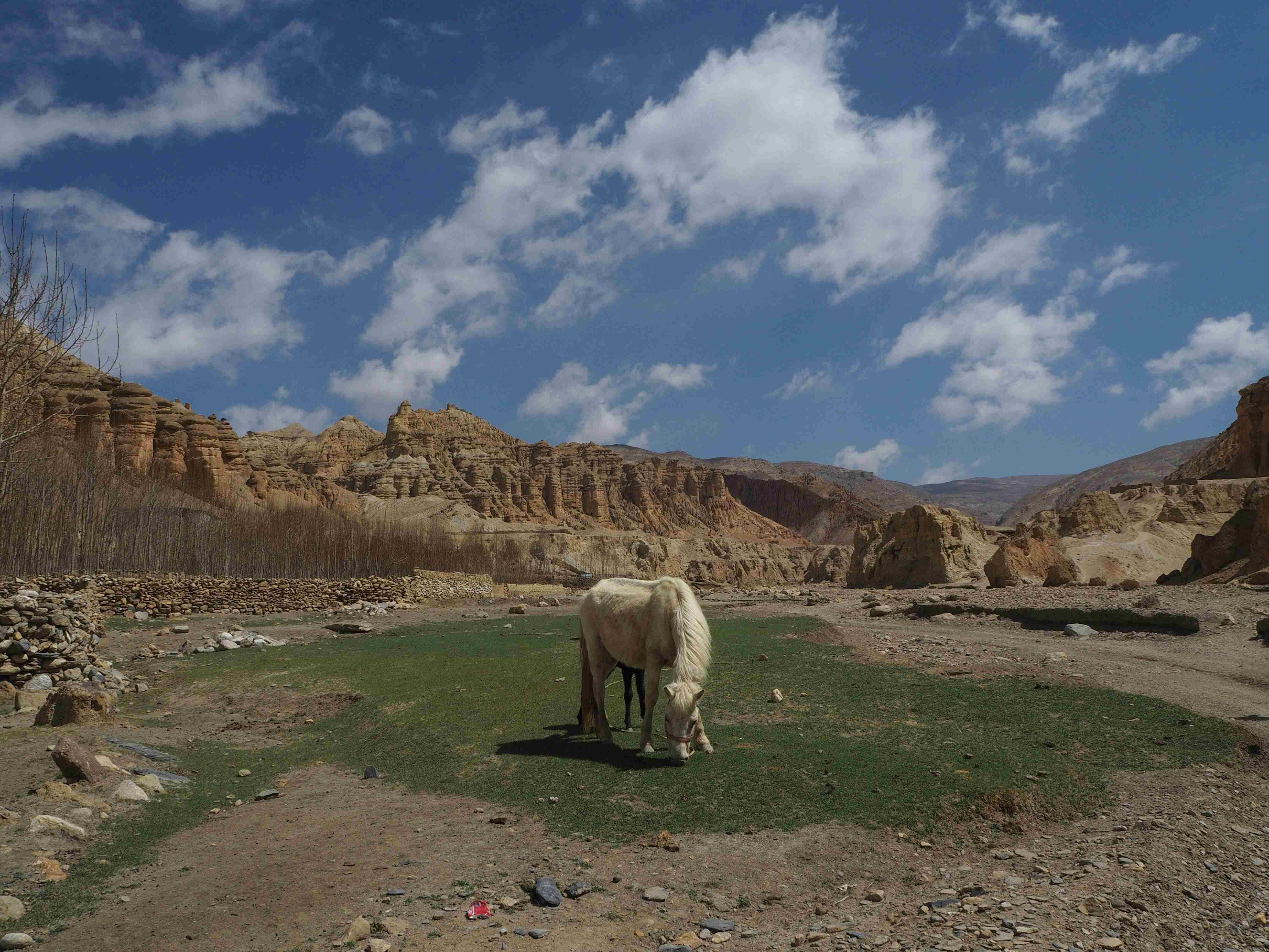Horse of Mustang