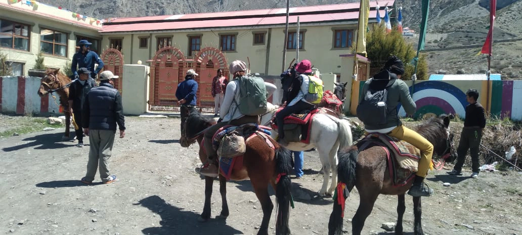 Mustang Horses
