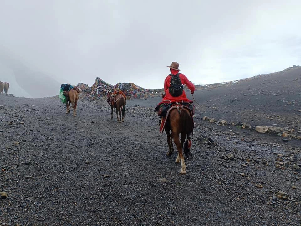 Mustang Horses