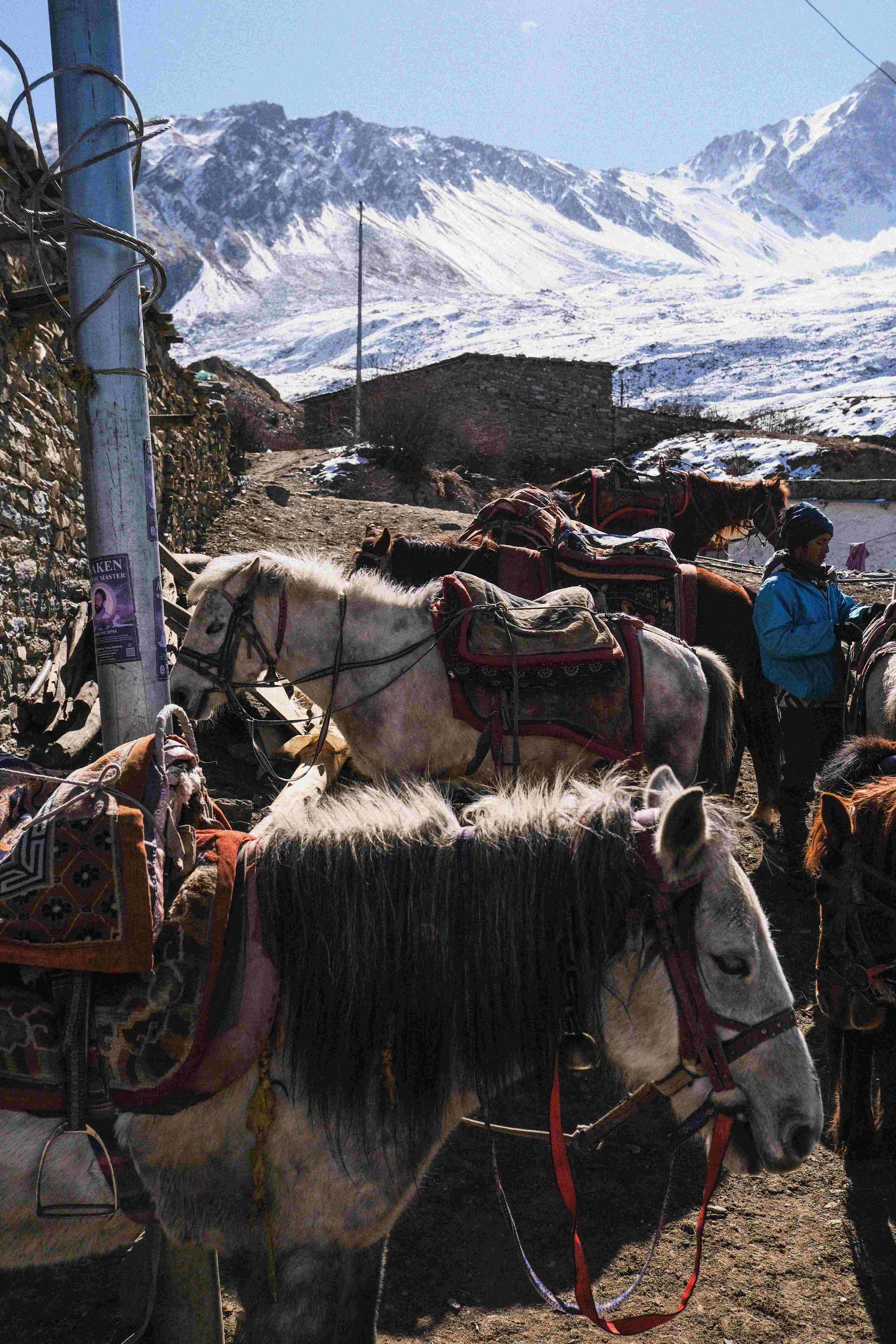 Horses in Mustang