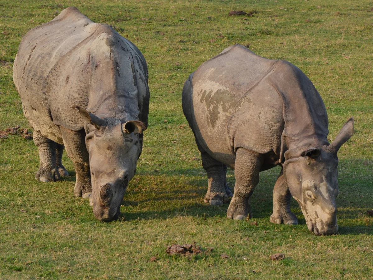 Chitwan — Understanding the Tharu Homeland